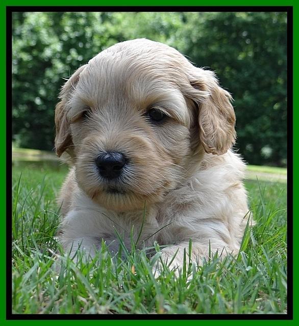 Sky Reagan pups 4 wks old 230