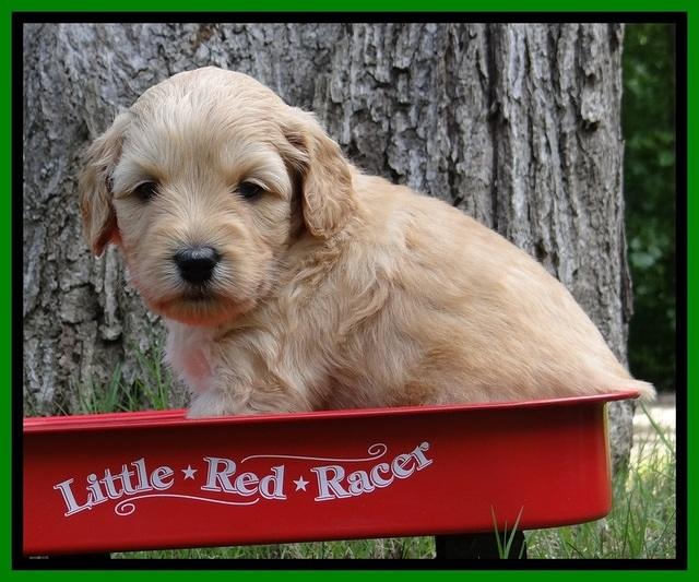 Sky Reagan pups 4 wks old 250