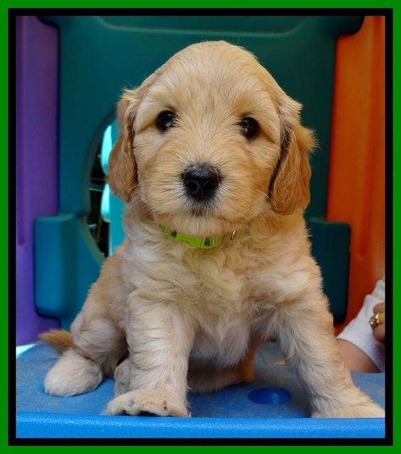 Sky Reagan pups 5 wks old 150