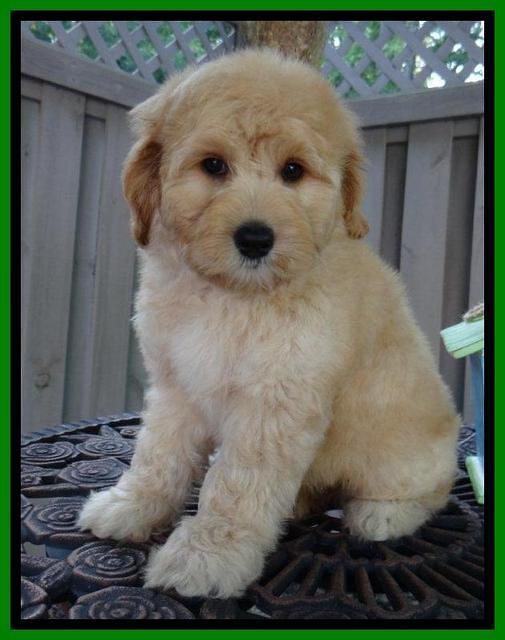 Sky Reagan pups 8 wks old 160