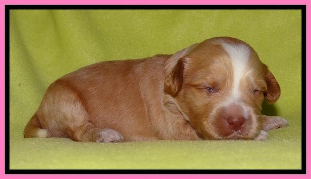 Sky Reagan pups 2 wks old 11