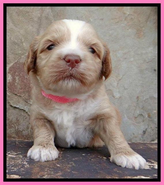 Sky Reagan pups 3 wks old 10