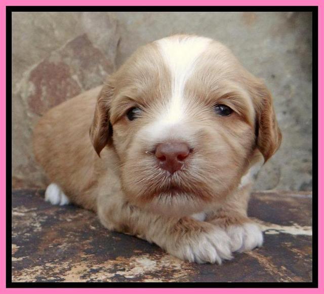 Sky Reagan pups 3 wks old 40