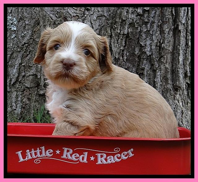 Sky Reagan pups 4 wks old 10