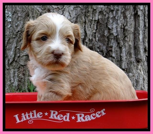 Sky Reagan pups 4 wks old 20