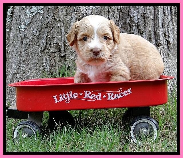 Sky Reagan pups 4 wks old 30