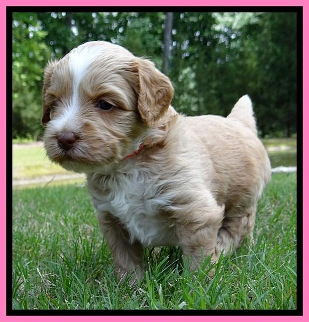 Sky Reagan pups 4 wks old 40