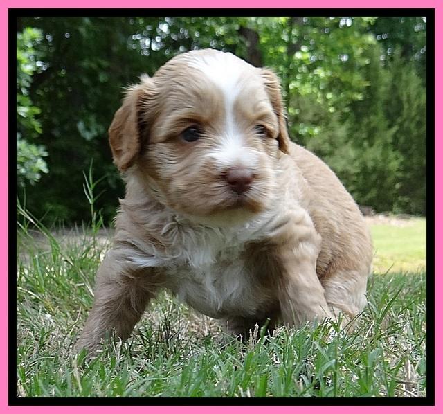 Sky Reagan pups 4 wks old 50