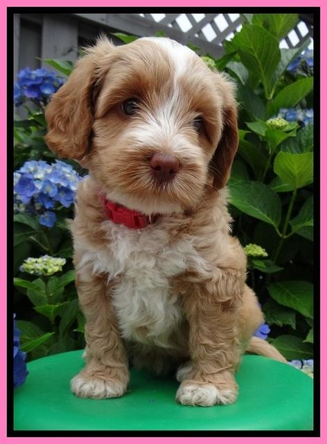 Sky Reagan pups 6 wks old 40