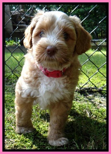 Sky Reagan pups 6 wks old 41
