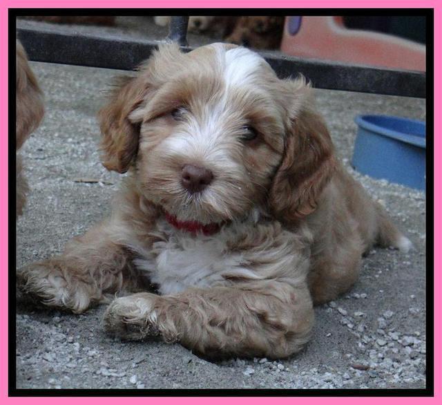 Sky Reagan pups 7 wks old 1311