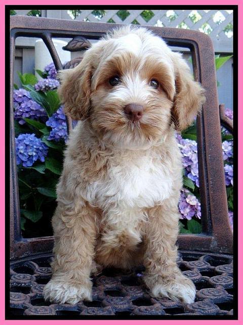 Sky Reagan pups 8 wks old 170