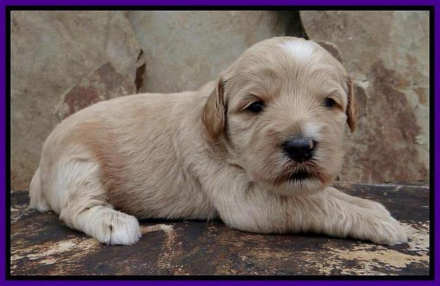 Sky Reagan pups 3 wks old 120
