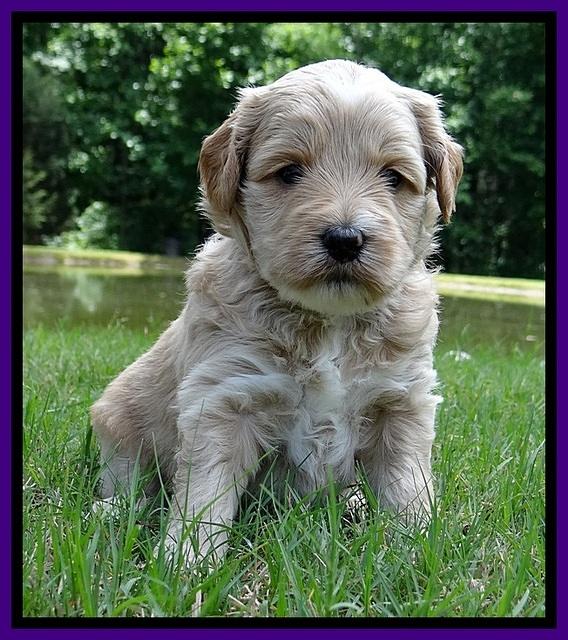 Sky Reagan pups 4 wks old 140