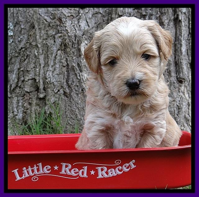 Sky Reagan pups 4 wks old 160
