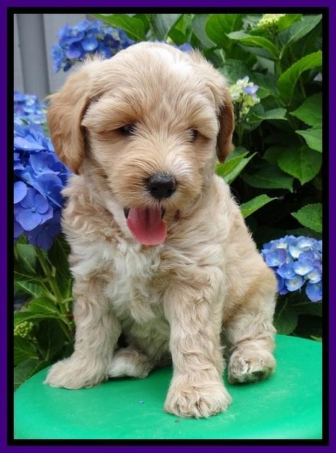Sky Reagan pups 6 wks old 70