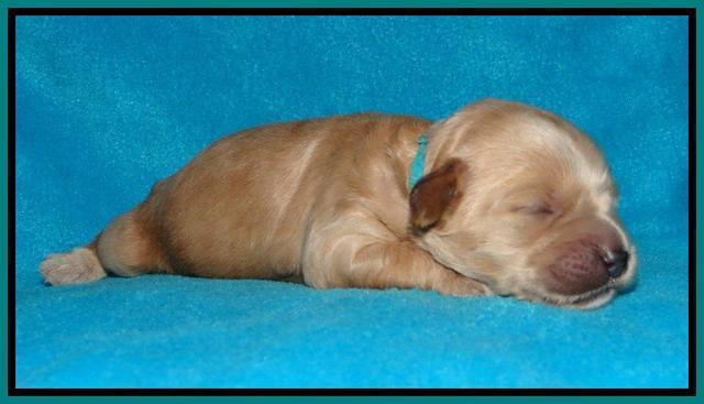 Sky Reagan pups 1 week old 111