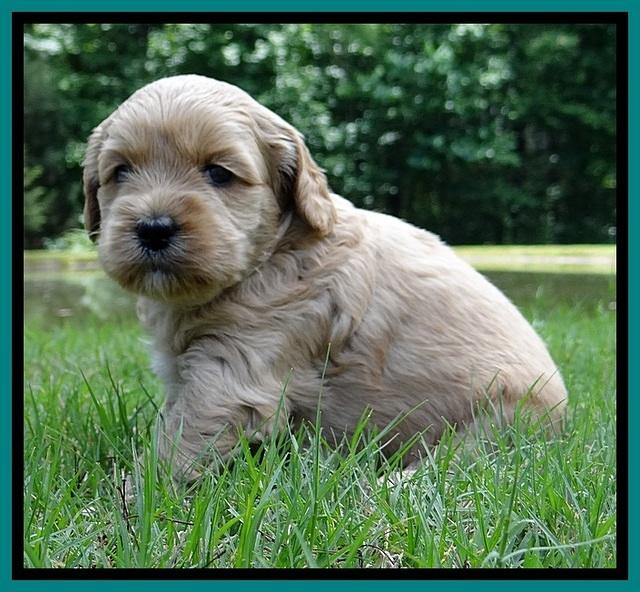 Sky Reagan pups 4 wks old #1
