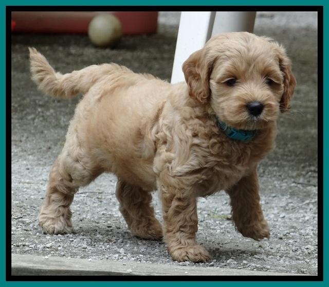 Sky Reagan pups 6 wks old 150