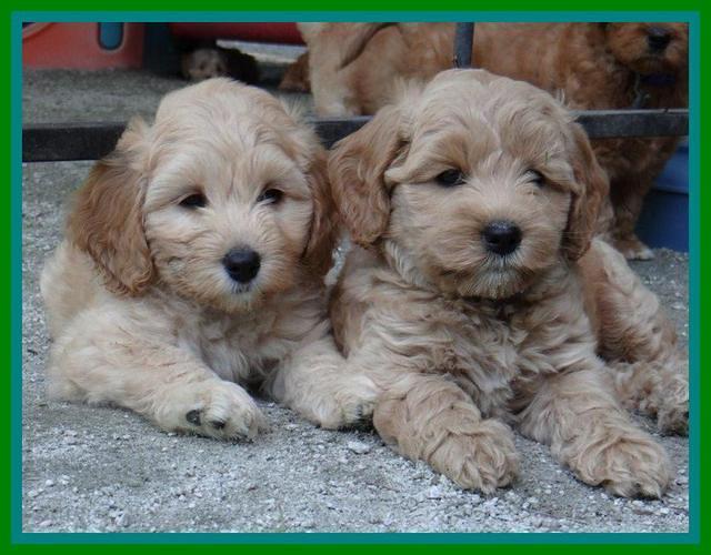 Sky Reagan pups 7 wks old 1411