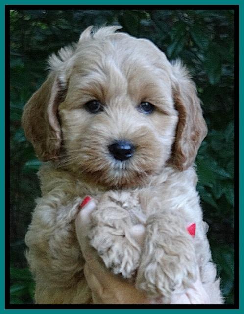 Sky Reagan pups 7 wks old 91