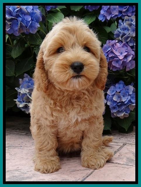 Sky Reagan pups 8.5 wks old 11