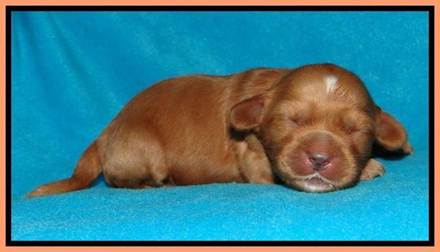 Sky Reagan pups 1 week old 4252