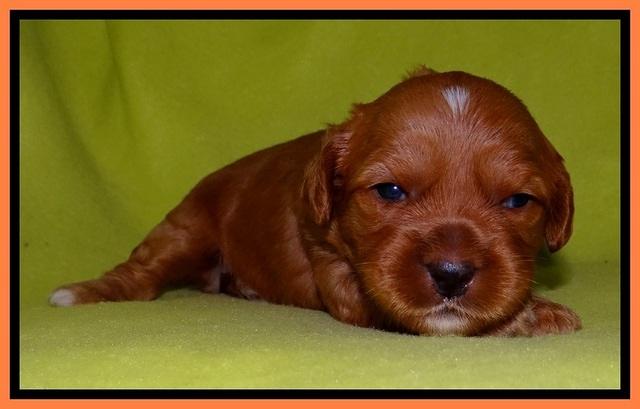 Sky Reagan pups 2 wks old 161