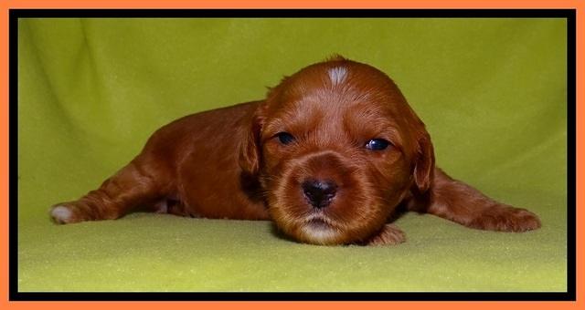 Sky Reagan pups 2 wks old 181