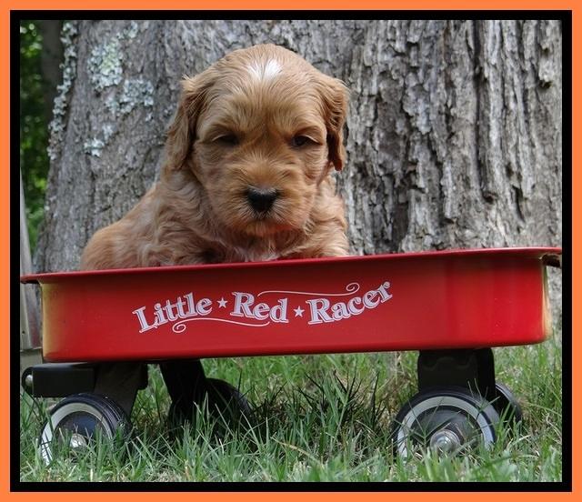 Sky Reagan pups 4 wks old 330