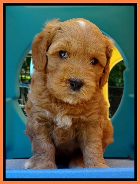 Sky Reagan pups 5 wks old 190