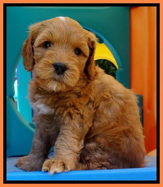 Sky Reagan pups 5 wks old 200