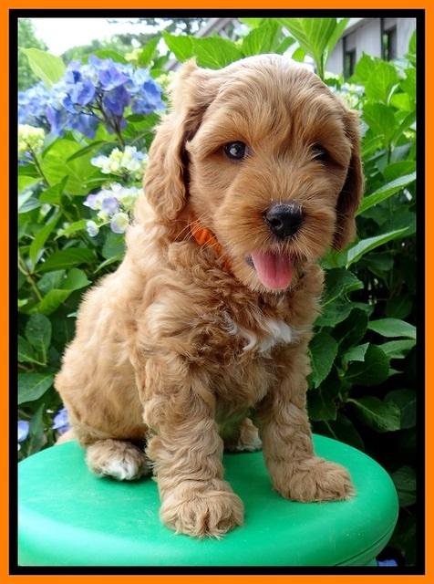 Sky Reagan pups 6 wks old 180
