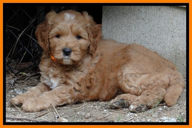 Sky Reagan pups 6 wks old 210