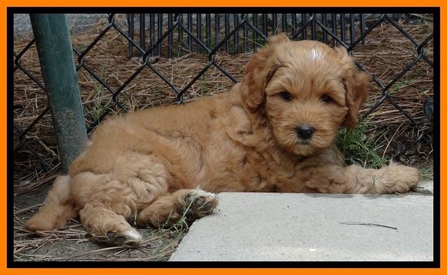 Sky Reagan pups 6 wks old 220