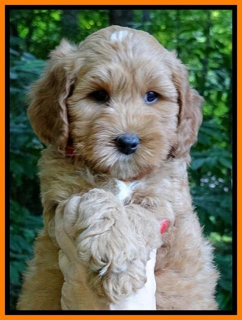 Sky Reagan pups 7 wks old 241