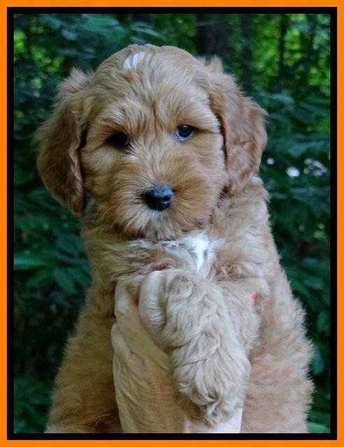 Sky Reagan pups 7 wks old 261