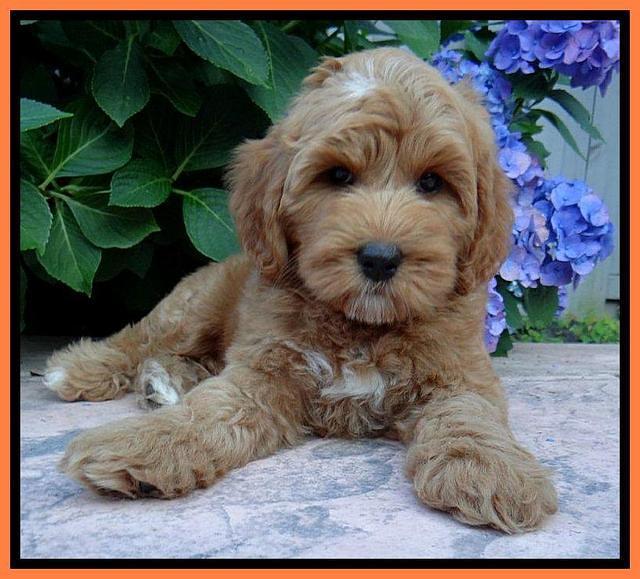 Sky Reagan pups 8 wks old 200