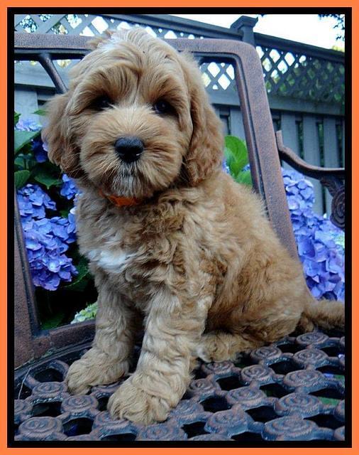 Sky Reagan pups 8 wks old 210