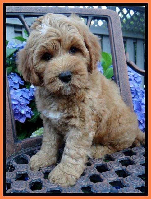 Sky Reagan pups 8 wks old 220