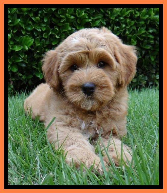 Sky Reagan pups 8 wks old 230