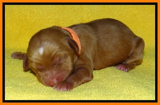 SkyReagan pups newborn 171
