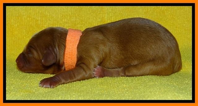 SkyReagan pups newborn 181