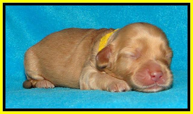 Sky Reagan pups 1 week old 171