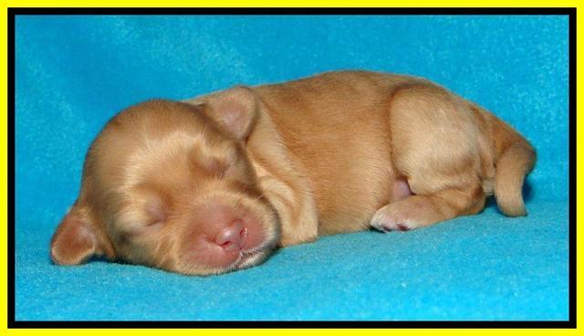 Sky Reagan pups 1 week old 181