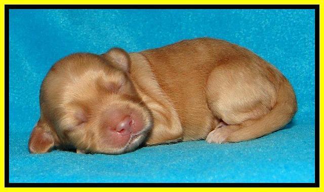 Sky Reagan pups 1 week old 191