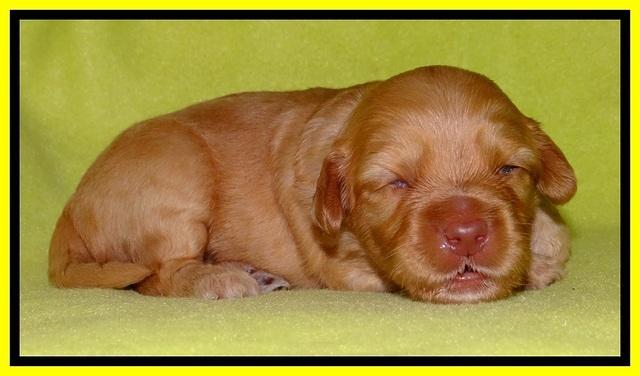 Sky Reagan pups 2 wks old 211