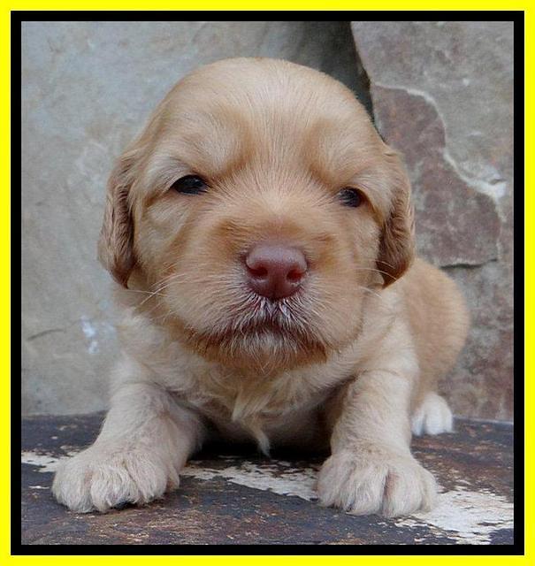 Sky Reagan pups 3 wks old 240