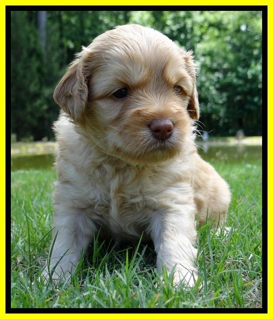 Sky Reagan pups 4 wks old 360