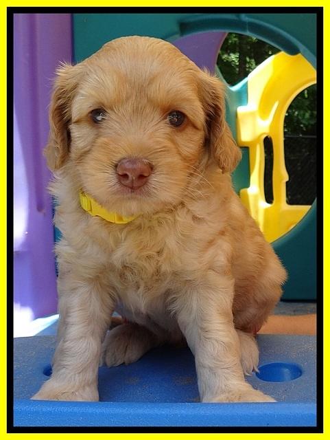 Sky Reagan pups 5 wks old 210